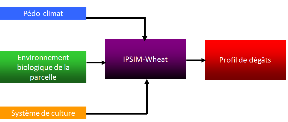 Schéma conceptuel d'IPSIM